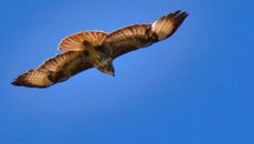 Mäusebussard (18).jpg